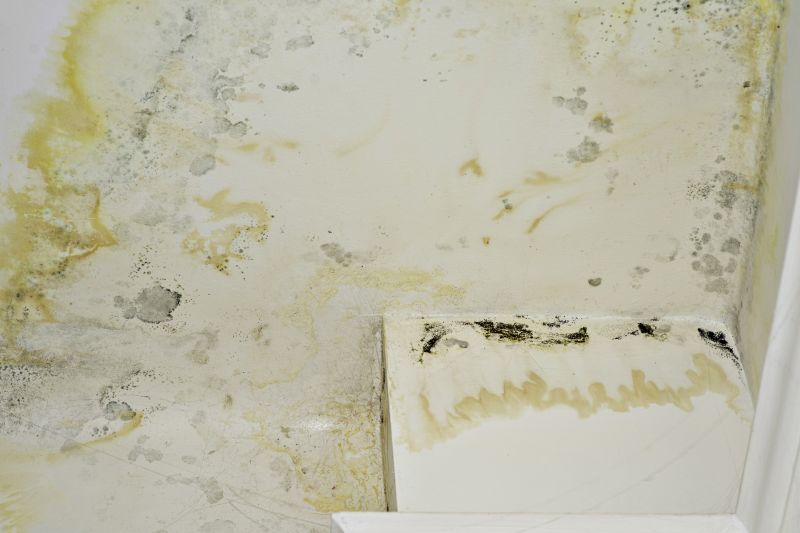 Ceiling Mold Removal in Fort Lauderdale, FL