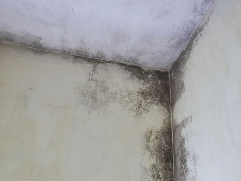 Ceiling Mold Removal in Broward County, FL