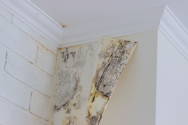 Ceiling Mold Removal in Frisco, TX