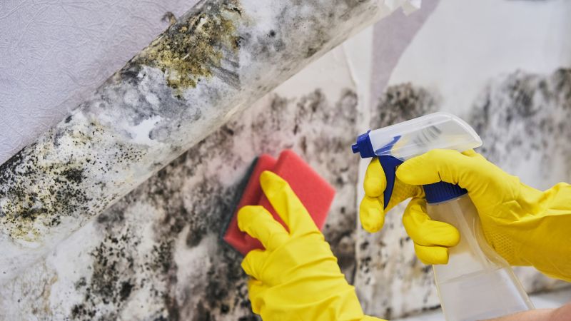 Mold Removal in Frisco, TX