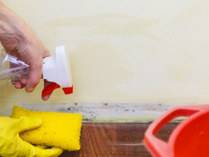 Mold Restoration in Frisco, TX