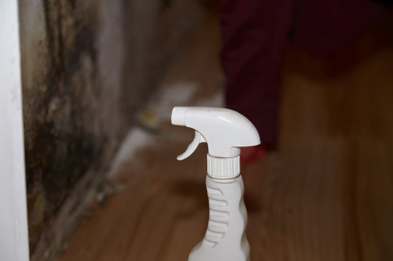 Mold Restoration in Boca Raton, FL