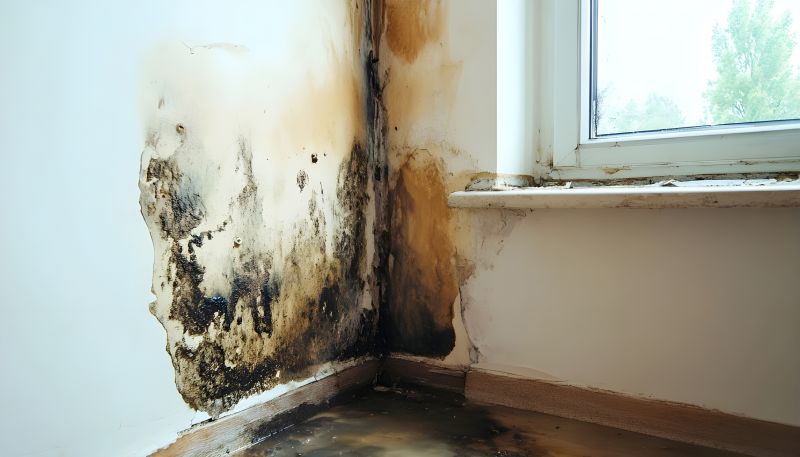 Mold Restoration in Dallas, TX