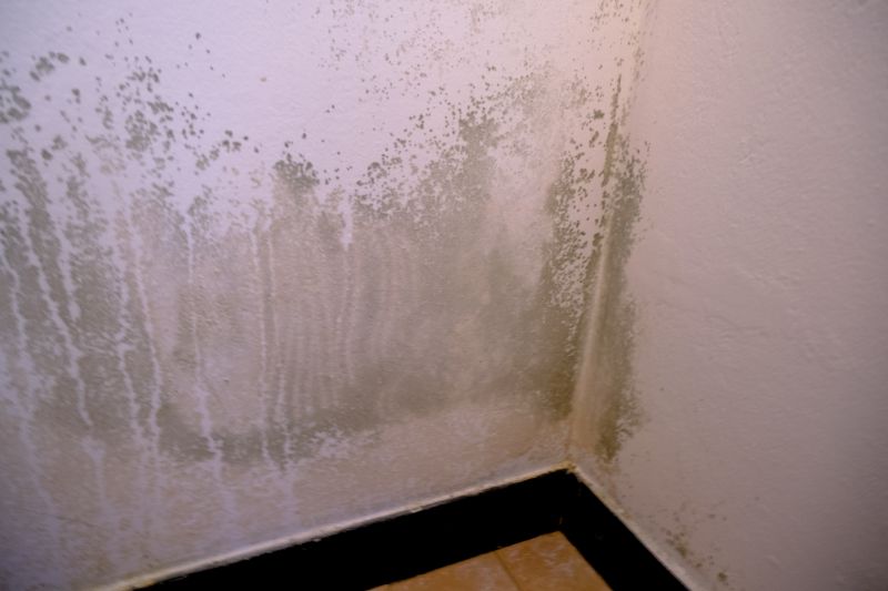 Mold Treatment Service in Essex County, NJ