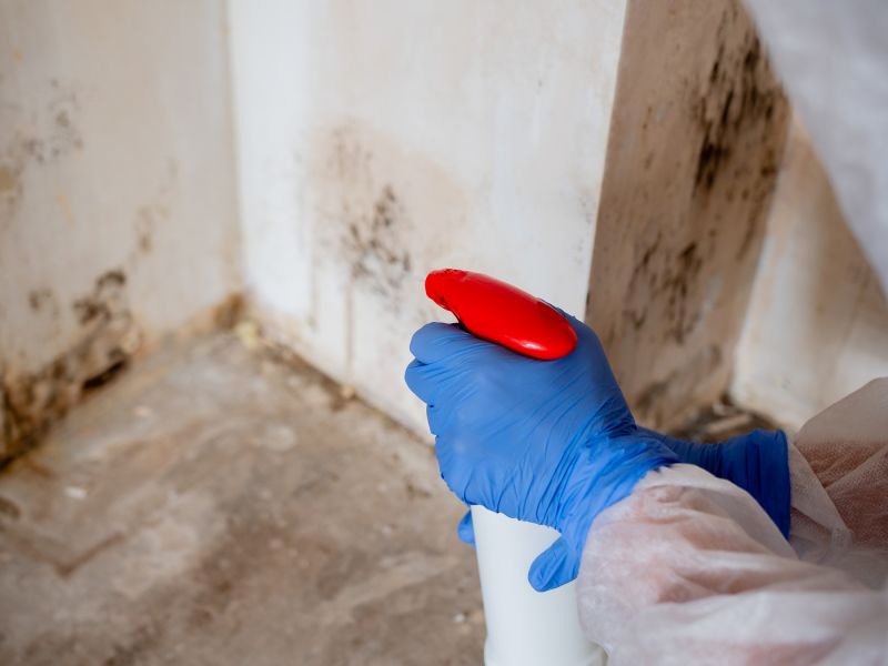 Mold Treatment Service in Boca Raton, FL
